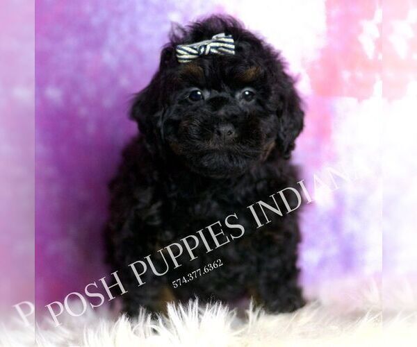 Medium Photo #1 Poodle (Toy) Puppy For Sale in WARSAW, IN, USA