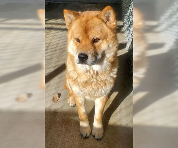 Medium Photo #1 Chow Chow-Unknown Mix Puppy For Sale in Ventura, CA, USA