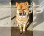 Small Chow Chow Mix