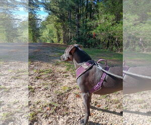 Fernando - Male Labrador Retriever-Unknown Mix Dog for Adoption - Photo #8