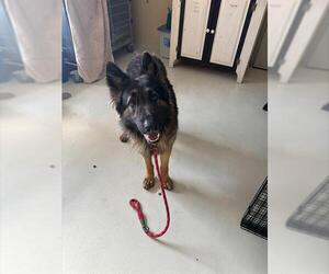 Mutt Dogs for adoption in Santa Cruz, CA, USA