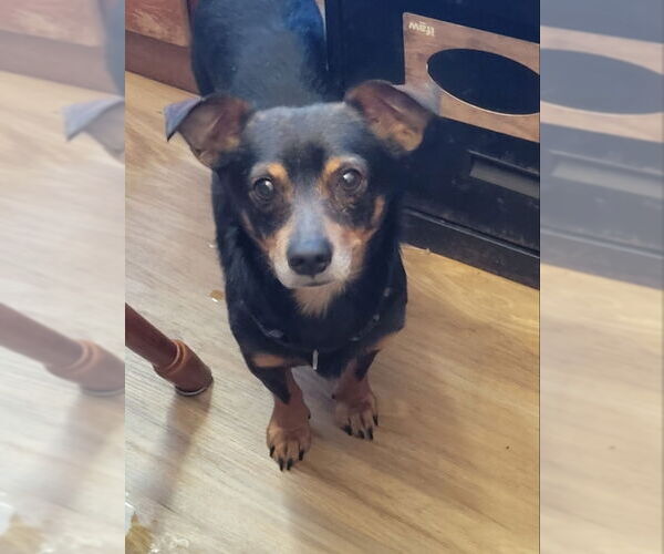 Medium Photo #1 Chiweenie Puppy For Sale in Rocky Mount, NC, USA