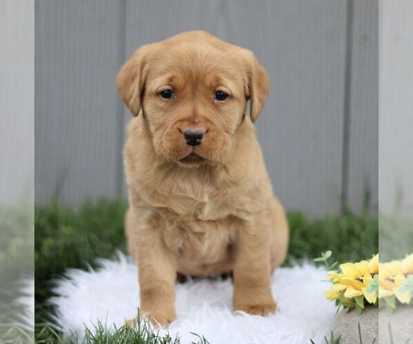 Medium Photo #4 Labrador Retriever Puppy For Sale in GORDONVILLE, PA, USA