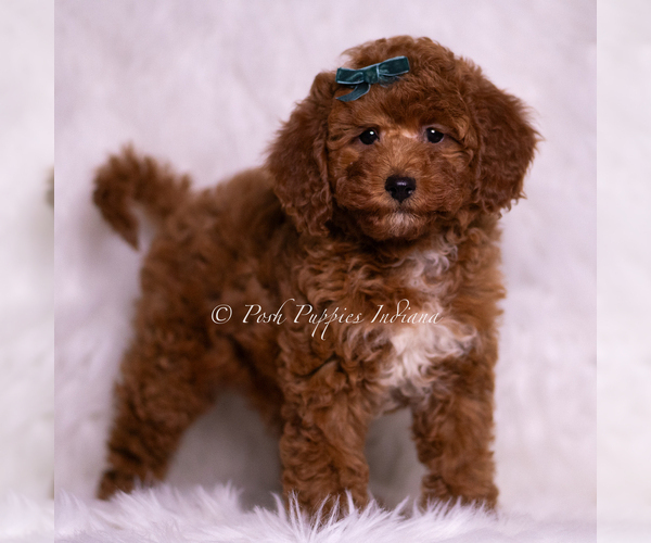 Medium Photo #69 Goldendoodle (Miniature) Puppy For Sale in WARSAW, IN, USA