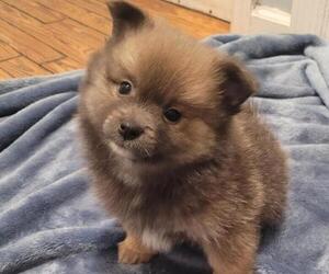 Pomeranian Puppy for sale in OCALA, FL, USA