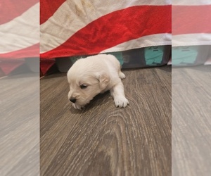 Medium English Cream Golden Retriever