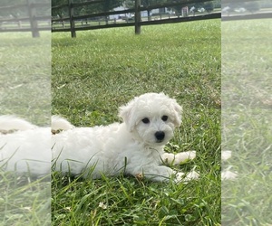 Bichon Frise Puppy for sale in CANOGA, NY, USA