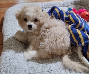 Maltipoo Puppy for sale in UPLAND, CA, USA