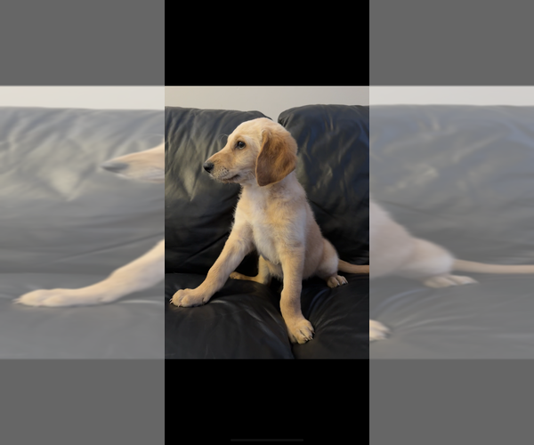 Medium Photo #8 Belgian Malinois-Goldendoodle Mix Puppy For Sale in LORTON, VA, USA