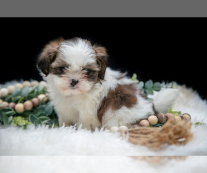 Shih Tzu Litter for sale in CLARE, MI, USA