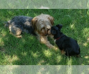 Mother of the Yorkshire Terrier puppies born on 04/02/2022