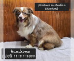 Handsome - Male Australian Shepherd Dog for Adoption - Small photo