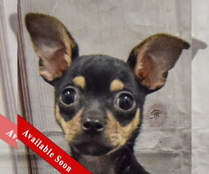 Chihuahua Dogs for adoption in Huntley, IL, USA