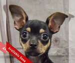 Small Chihuahua