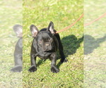 Small #5 French Bulldog