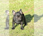 Small Photo #6 French Bulldog Puppy For Sale in Kiskoros, Bacs-Kiskun, Hungary