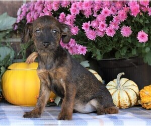 Pinny-Poo Puppy for sale in FREDERICKSBG, OH, USA