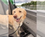 Small #3 Golden Retriever Mix