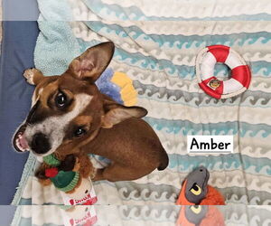 Pembroke Welsh Corgi-Red Heeler Mix Dogs for adoption in York, SC, USA