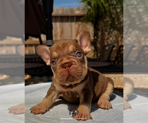 French Bulldog Puppy for Sale in SACRAMENTO, California USA
