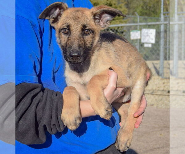 Medium Photo #4 German Shepherd Dog-Unknown Mix Puppy For Sale in Huntley, IL, USA