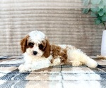Small #2 Cavapoo (Miniature)