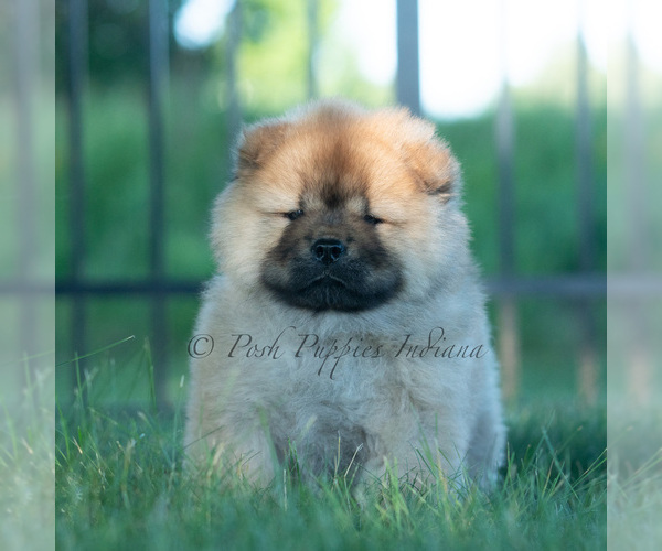 Medium Photo #1 Chow Chow Puppy For Sale in WARSAW, IN, USA