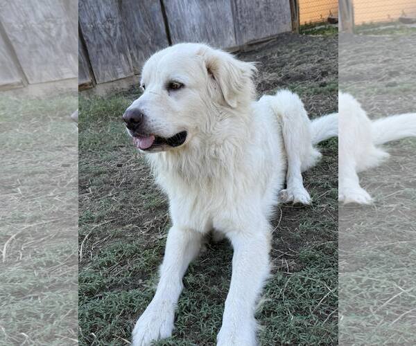 Medium Photo #5 Great Pyrenees Puppy For Sale in Houston, TX, USA