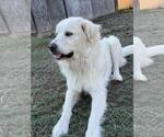 Small #4 Great Pyrenees