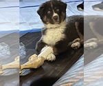 Small Photo #15 Australian Shepherd Puppy For Sale in MERCER, WI, USA