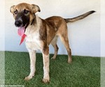 Small #5 Mutt