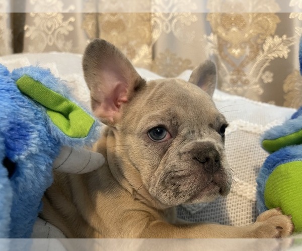 Medium Photo #3 French Bulldog Puppy For Sale in JACKSONVILLE, FL, USA