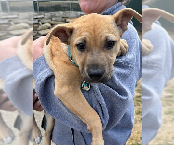 Medium Photo #8 Black Mouth Cur-Labrador Retriever Mix Puppy For Sale in Brewster, NY, USA