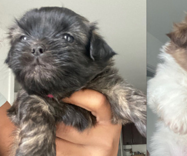 Medium Photo #1 Shih Tzu Puppy For Sale in INDIANAPOLIS, IN, USA