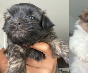 Shih Tzu Puppy for sale in INDIANAPOLIS, IN, USA