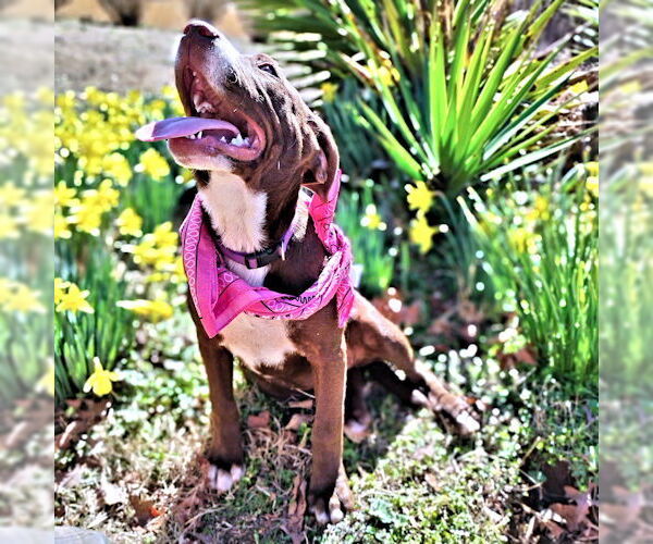 Medium Photo #1 Chocolate Labrador retriever-Unknown Mix Puppy For Sale in Rutherfordton, NC, USA