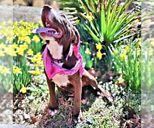 Chocolate Labrador retriever-Unknown Mix Dogs for adoption in Rutherfordton, NC, USA