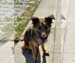Small #1 German Shepherd Dog