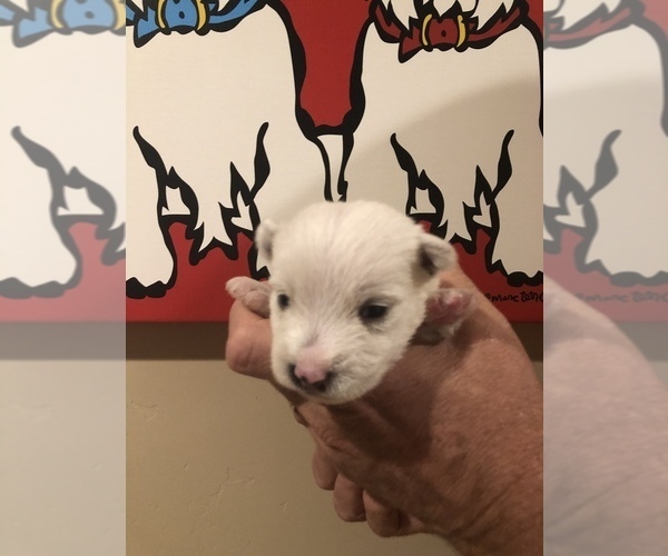 Medium Photo #5 West Highland White Terrier Puppy For Sale in PHOENIX, AZ, USA