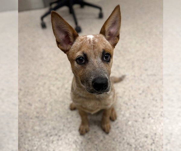 Medium Photo #1 Texas Heeler Puppy For Sale in Brighton, CO, USA