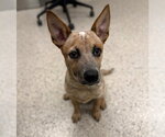 Small Texas Heeler