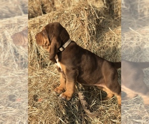 Bloodhound Puppy for sale in STEVINSON, CA, USA