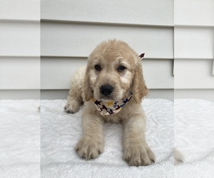 Goldendoodle-Poodle (Standard) Mix Puppy for sale in ORLANDO, FL, USA