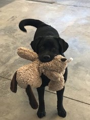 Labrador Retriever Puppy for sale in INDIANA, PA, USA