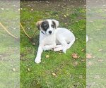 Small Photo #2 Jack Russell Terrier-Unknown Mix Puppy For Sale in W Hollywood, CA, USA