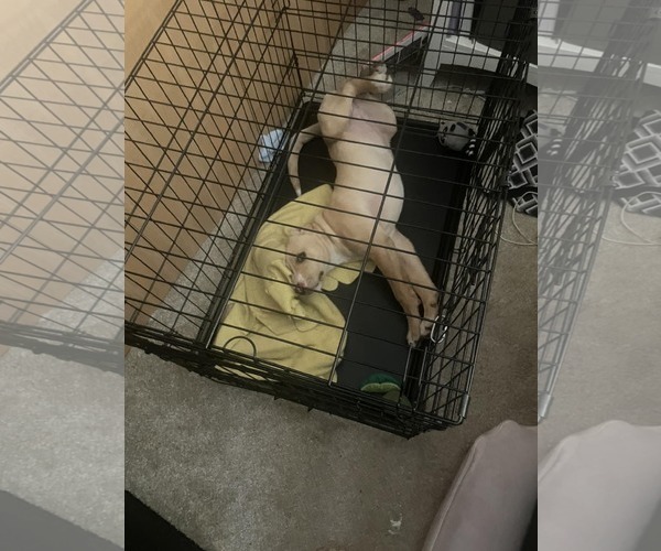 Medium Photo #2 Labbe Puppy For Sale in Hinckley, IL, USA