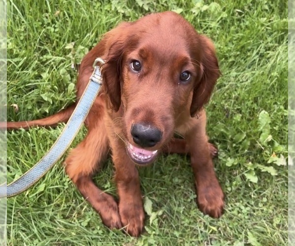Medium Photo #2 Irish Setter Puppy For Sale in ONEONTA, NY, USA