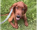 Black collar - Male Irish Setter Puppy for Sale - Photo #2