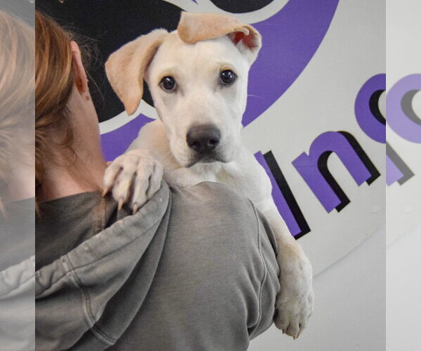 Medium Photo #5 Pointer-Unknown Mix Puppy For Sale in Huntley, IL, USA