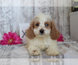 Cocker Spaniel-Poodle (Miniature) Mix Puppy for sale in SHILOH, OH, USA